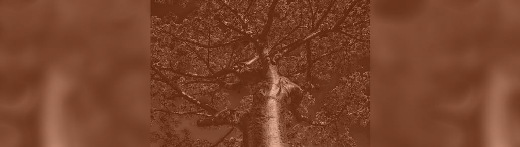 boababtree